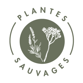 Pictogramme - Plantes sauvages - Olive - Savonnerie Lou Bèu