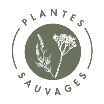 Pictogramme - Plantes sauvages - Olive - Savonnerie Lou Bèu